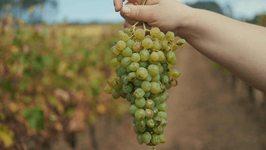 As castas que dão identidade aos vinhos da Adega Cooperativa da Labrugeira