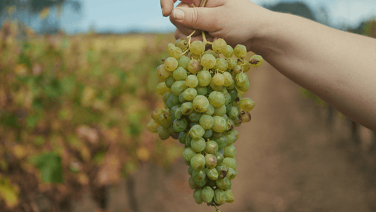 As castas que dão identidade aos vinhos da Adega Cooperativa da Labrugeira